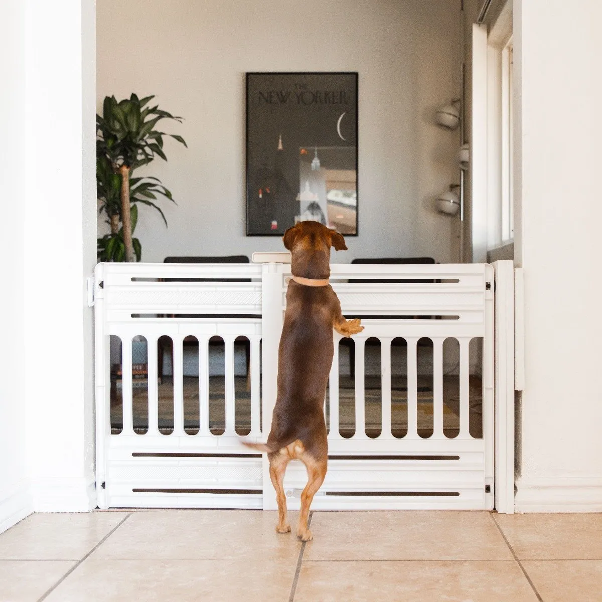 Expandable Pet Gate