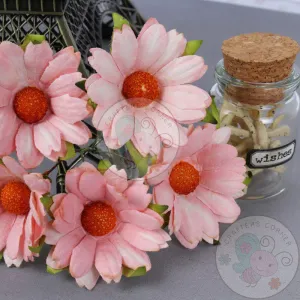 Gorgeous Peach - Mulberry Daisy Flower