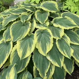 Hosta Drop-dead Gorgeous #1