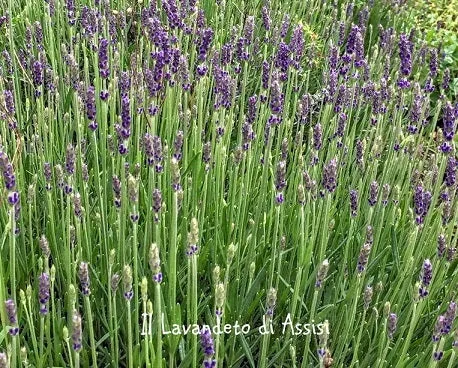 Lavanda Gorgeous