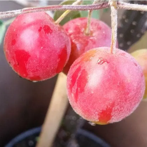 Malus Gorgeous - Flowering Crab apple