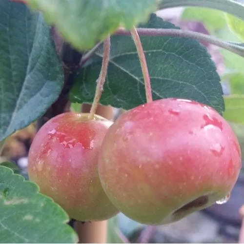 Malus Gorgeous - Flowering Crab apple