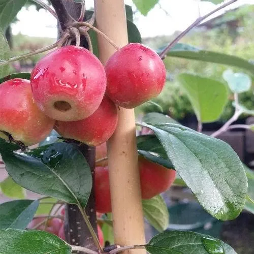 Malus Gorgeous - Flowering Crab apple